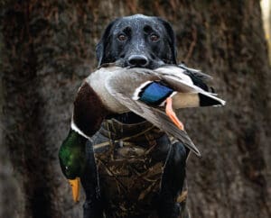 A labrador retriever with a retrieved duck