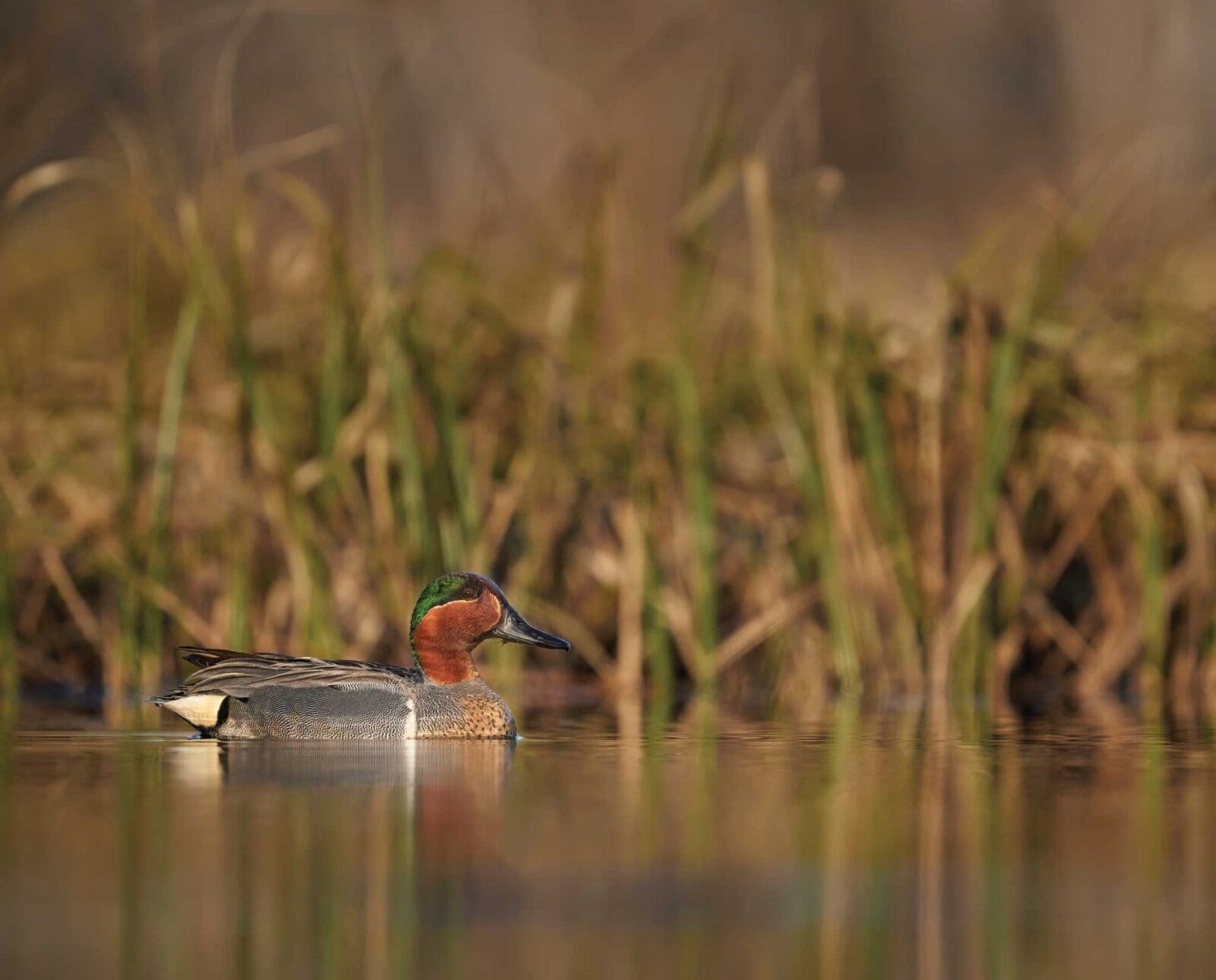 Green-Winged Teal (Anas crecca) in the water