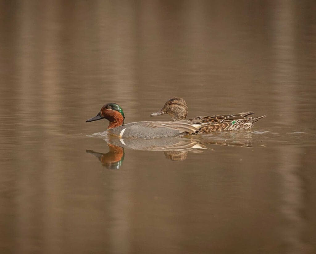 male and female Green Winged Teal