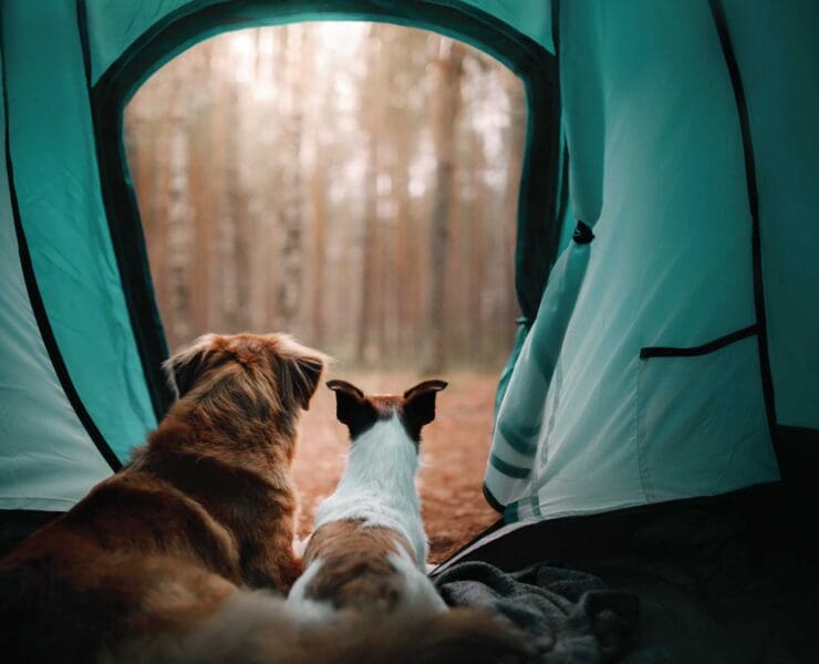 Two dogs in a tent on a camping trip