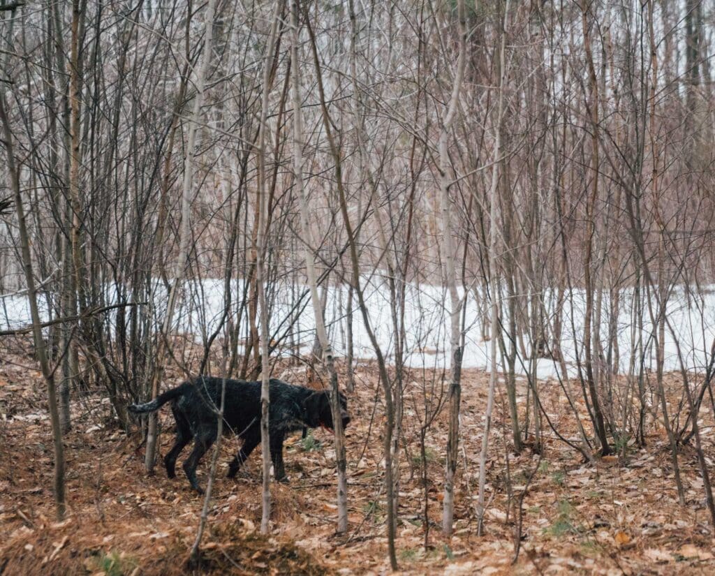 How to Approach a Dog on Point for a Successful Bird Hunt