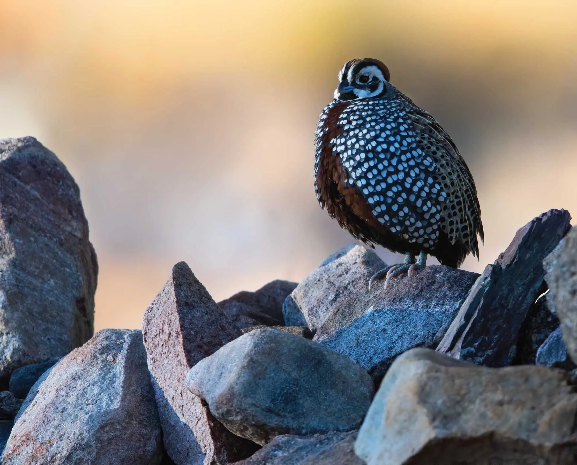 How to Hunt Mearns Quail in Arizona