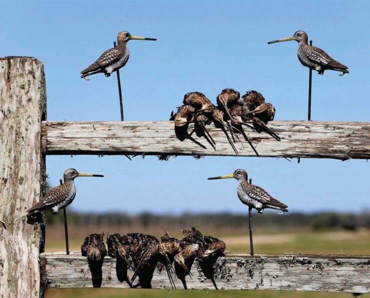 How to Hunt Snipe with Decoys - Project Upland