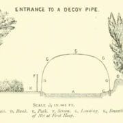 A plan for a european duck decoy pipe