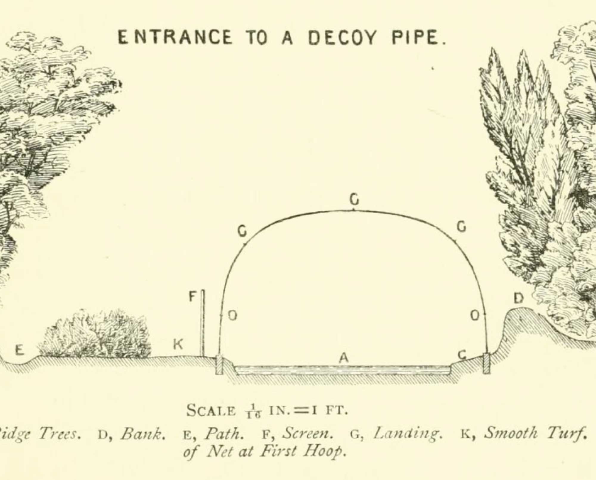 Difference Between European and North American Duck Decoys