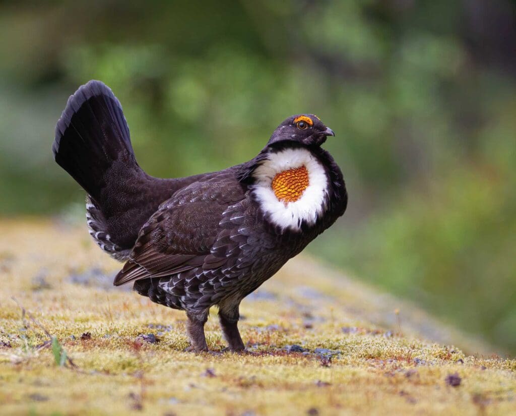 blue grouse, and upland bird in North America