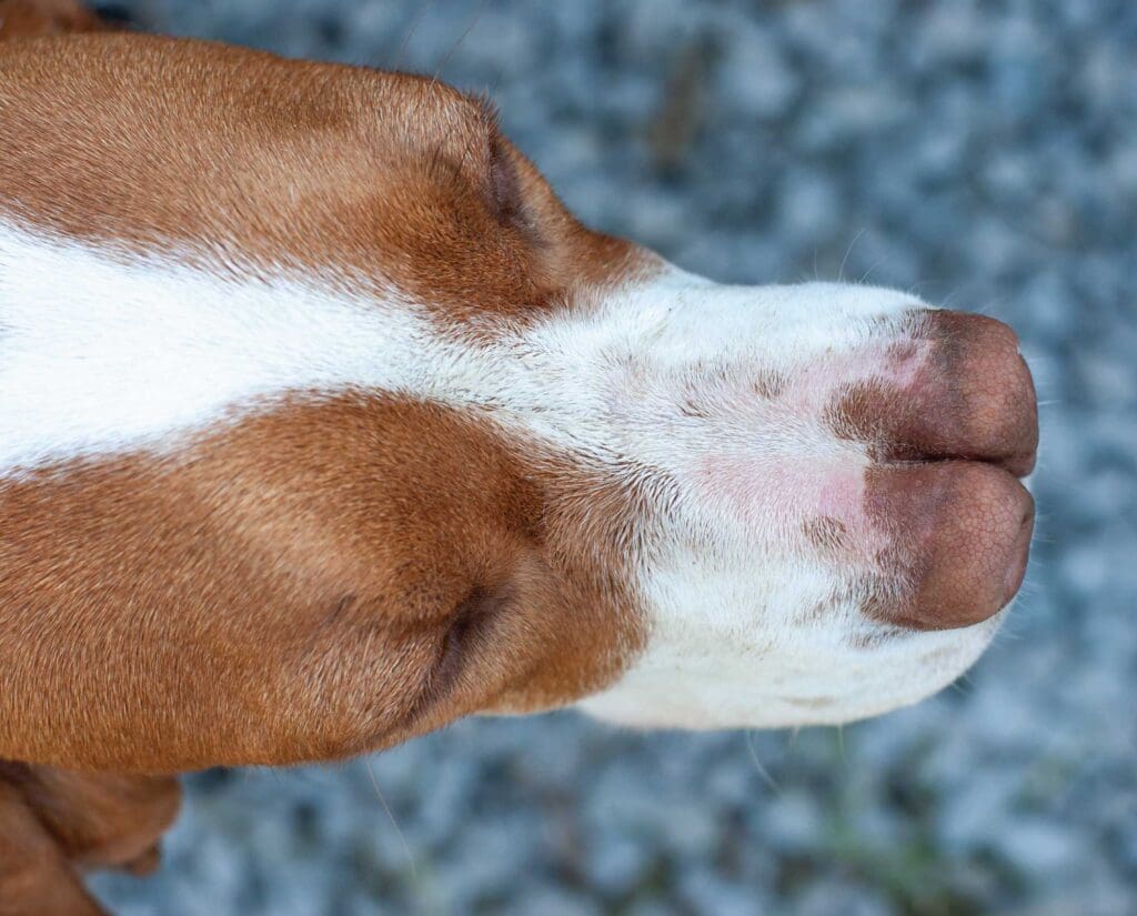 bifid nose on a spanish pointer that looks like a double barrel
