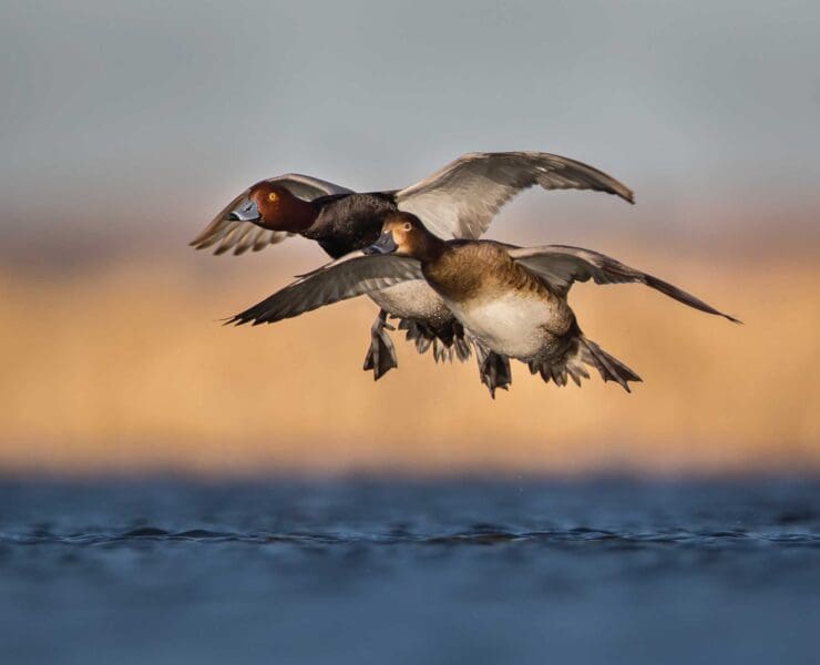 Redhead ducks flying into water