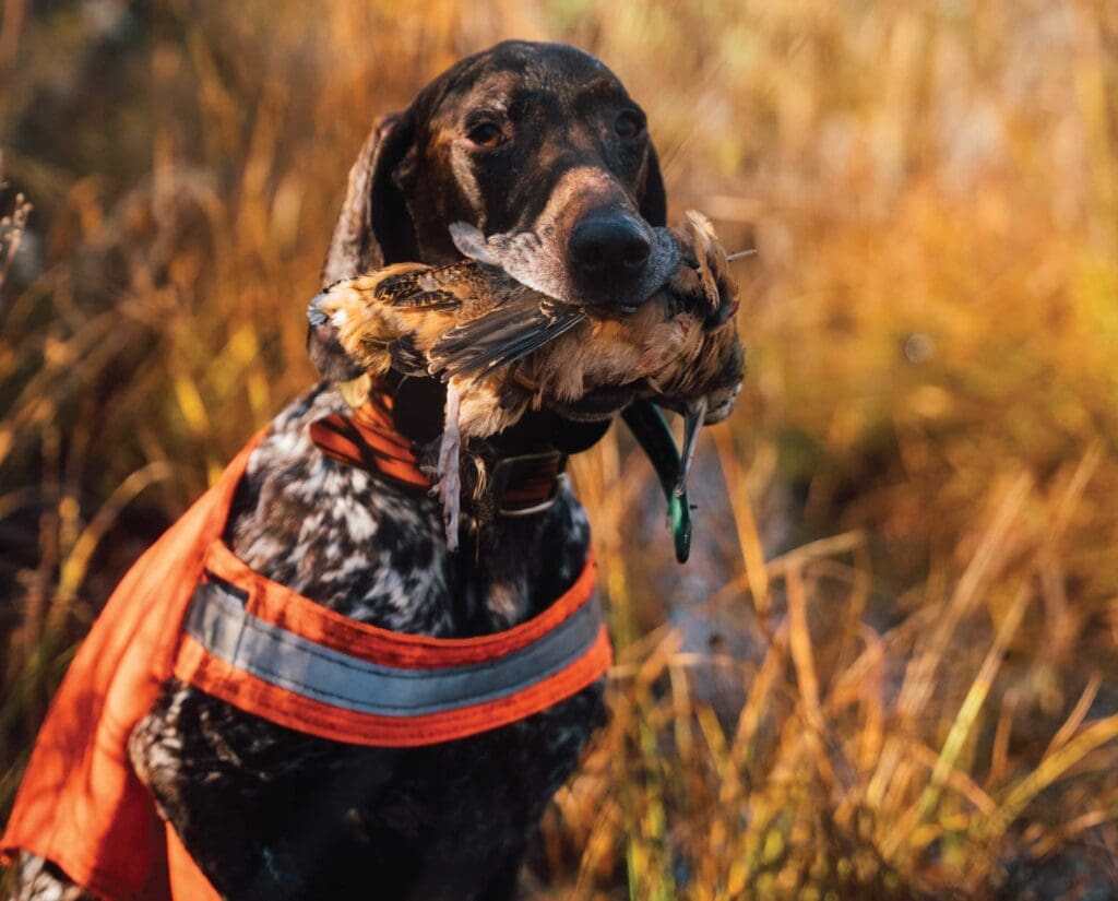 A German Shorthaired Pointer retrieves a woodcock while bird hunting