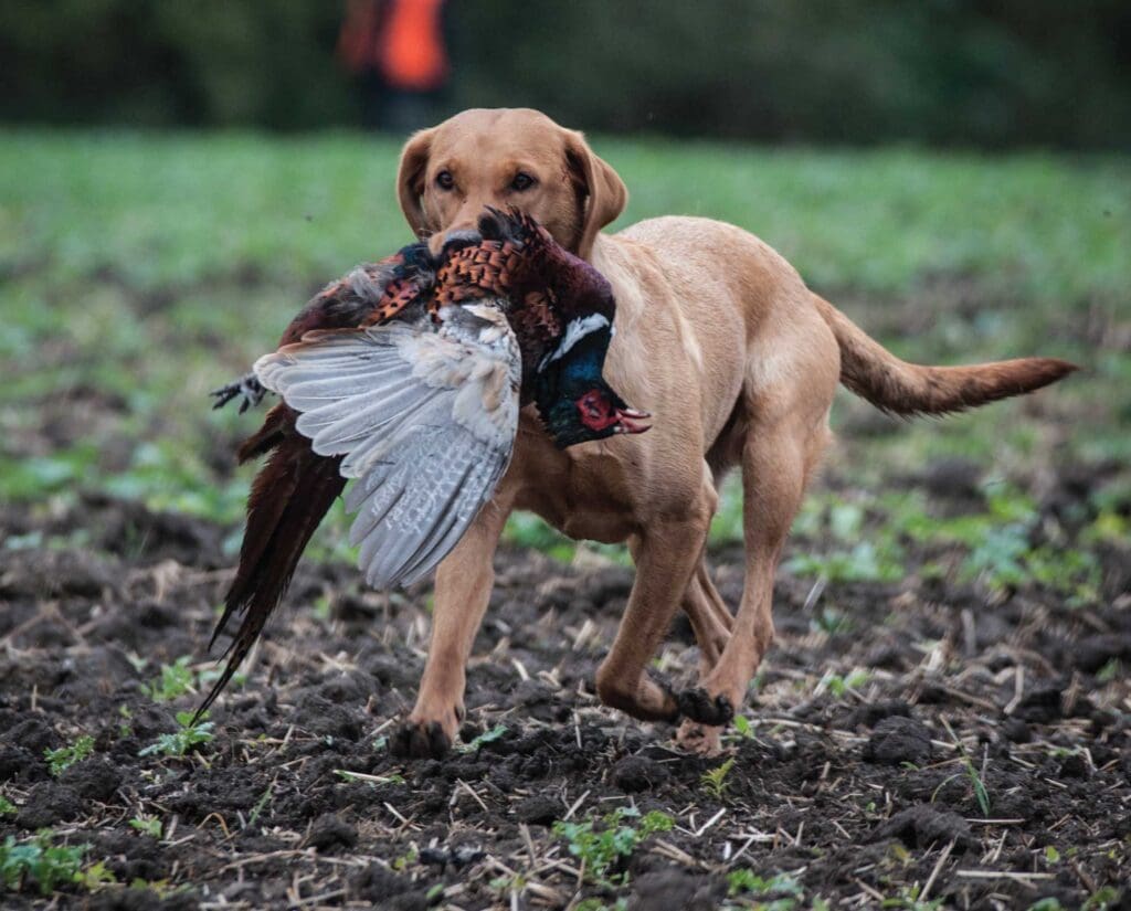 Labrador Retriever brings a pheasant to hand as a good bird dog. 