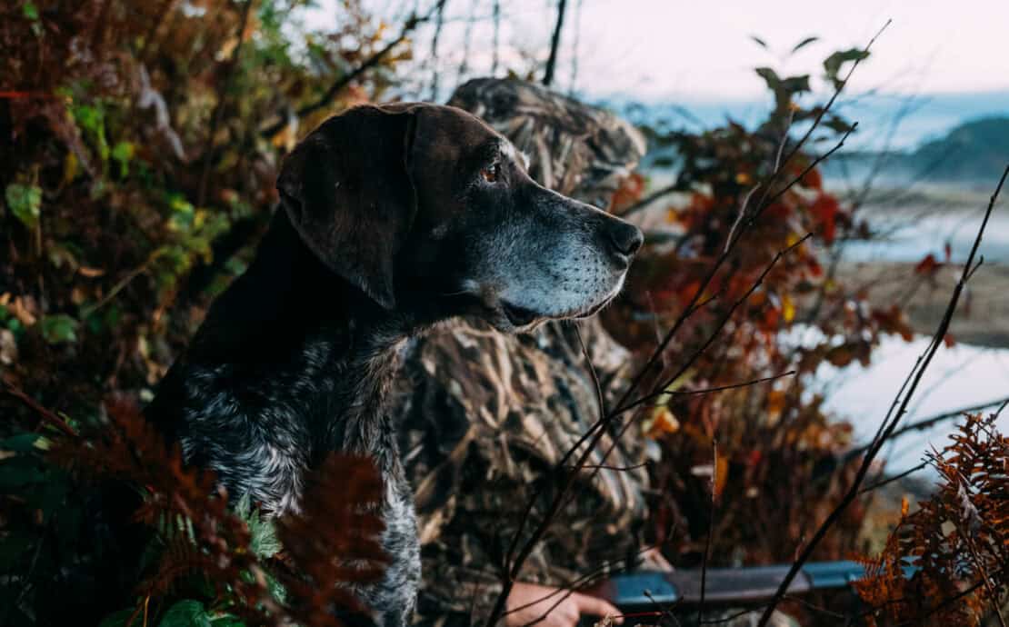 A german shorthaired pointer with its owner.