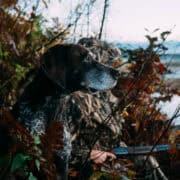 A german shorthaired pointer with its owner.