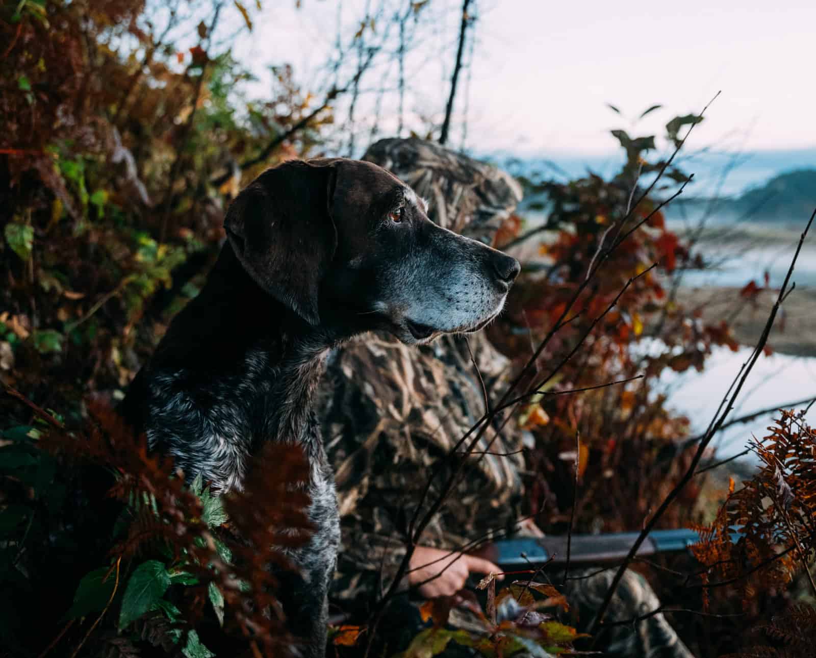 A german shorthaired pointer with its owner.