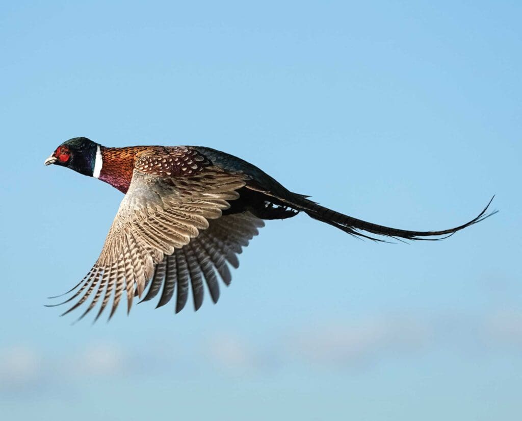 A pheasant in flight. A non-natove upland bird