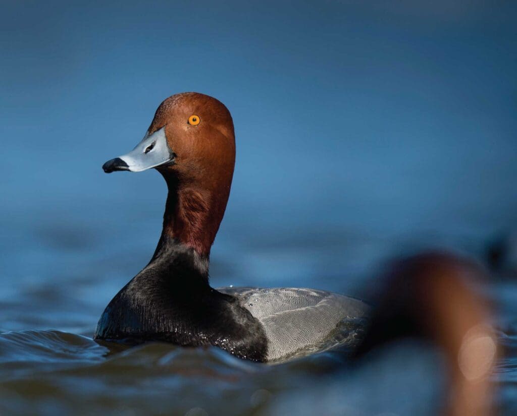Male redhead diving duck