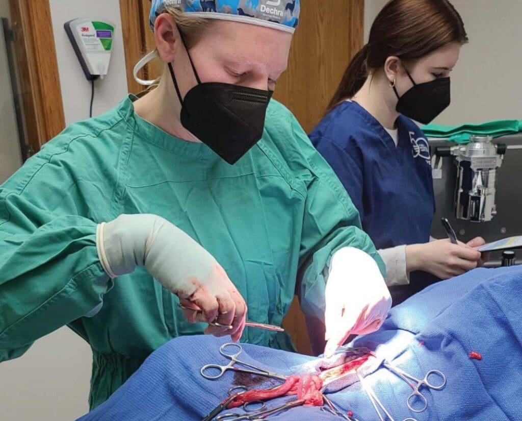 Dr. Meg Puchlerz performs a spay surgery at her clinic