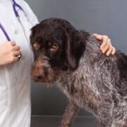 A veterinarian exams a dog to discuss spay and neuter options