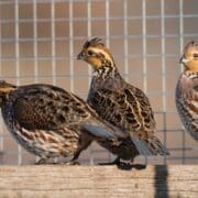 Bobwhite quail in a pen