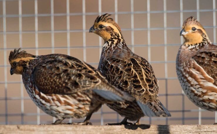 Bobwhite quail in a pen