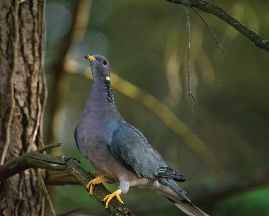 A band-tailed pigeon in Arizona