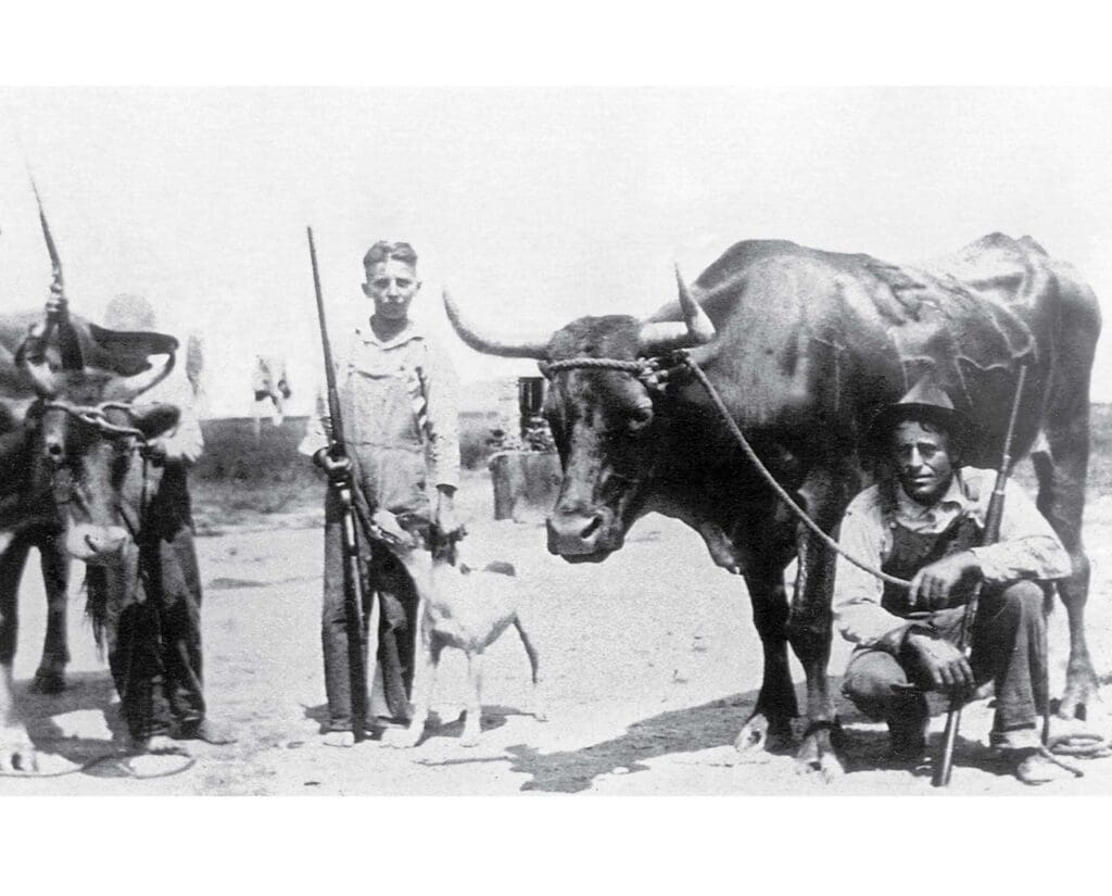 Commercial hunting operation on the upper and middle coastal prairies using trained steers in a 1940 photograph.