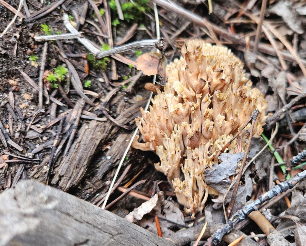A Coral Mushroom on the forest floor. 