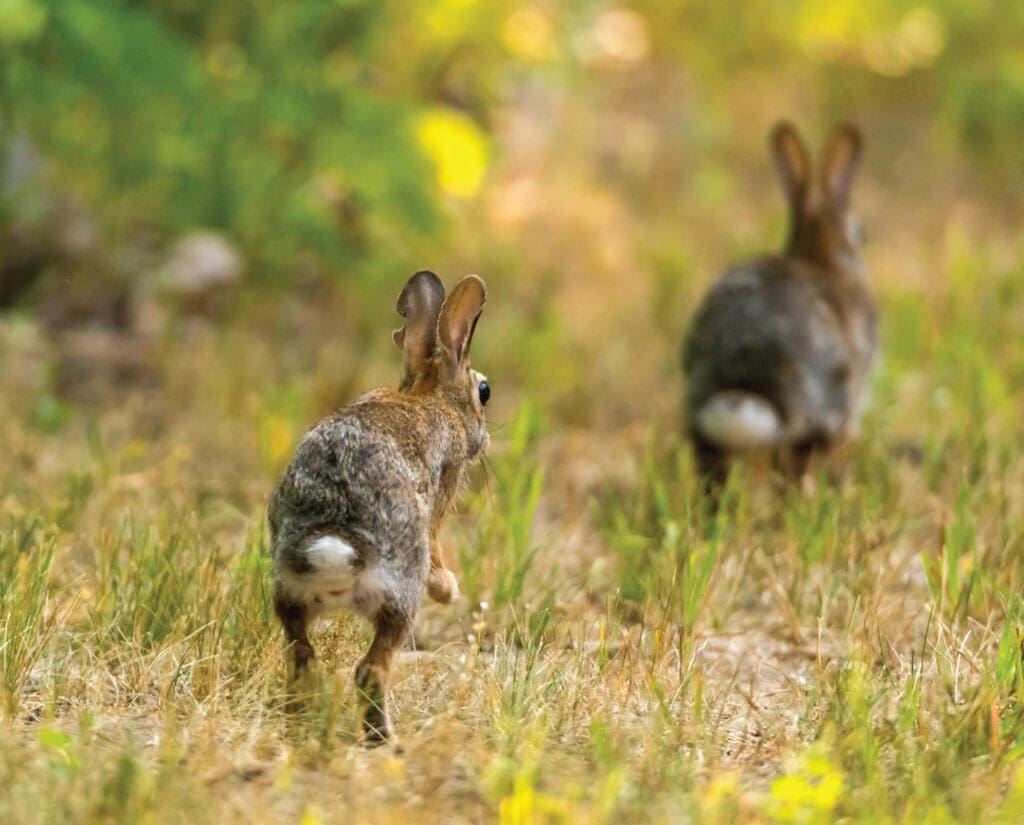 cottontail rabbit hunting in Massachusetts