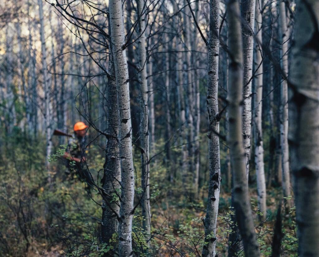A hunter searches for dusky grouse in the New Mexico mountains 