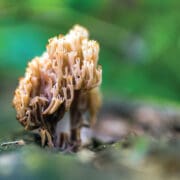 A ripe looking Coral Mushroom