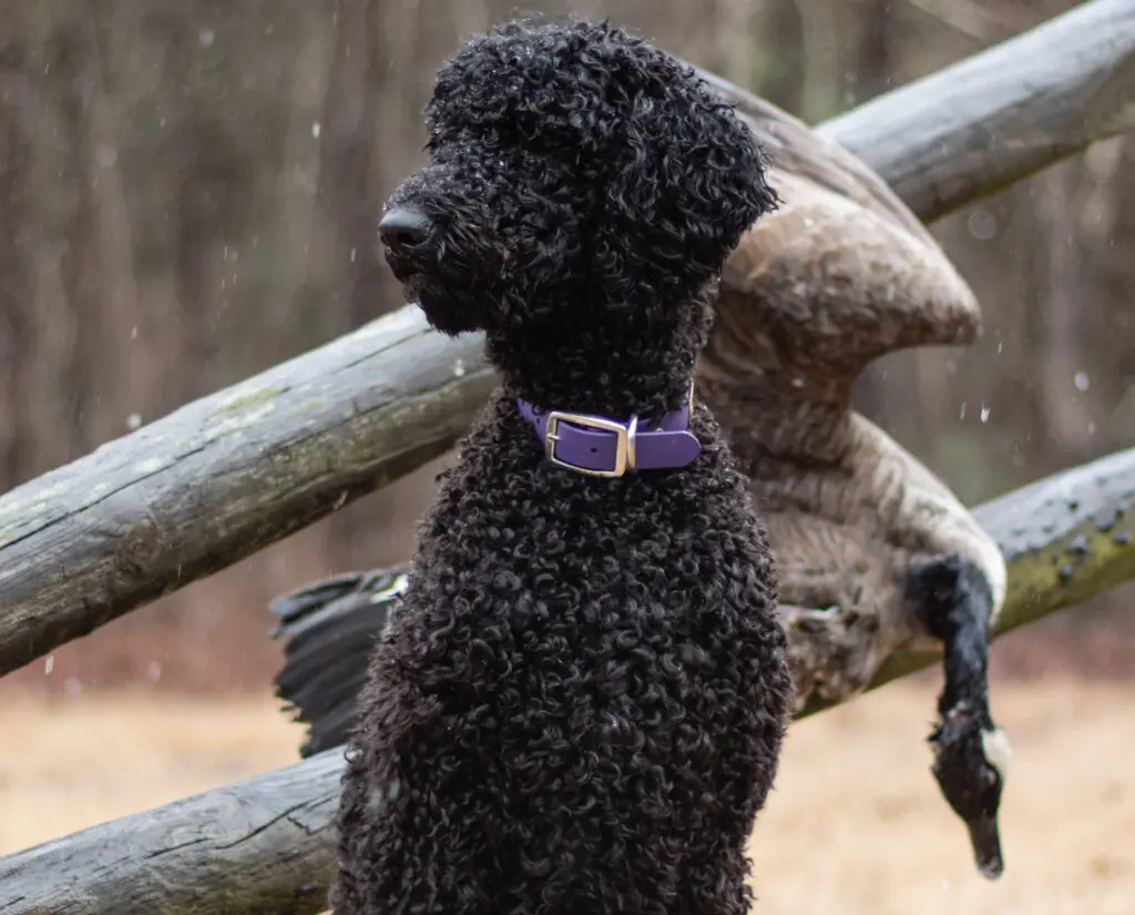 A Standard poodle hunting geese