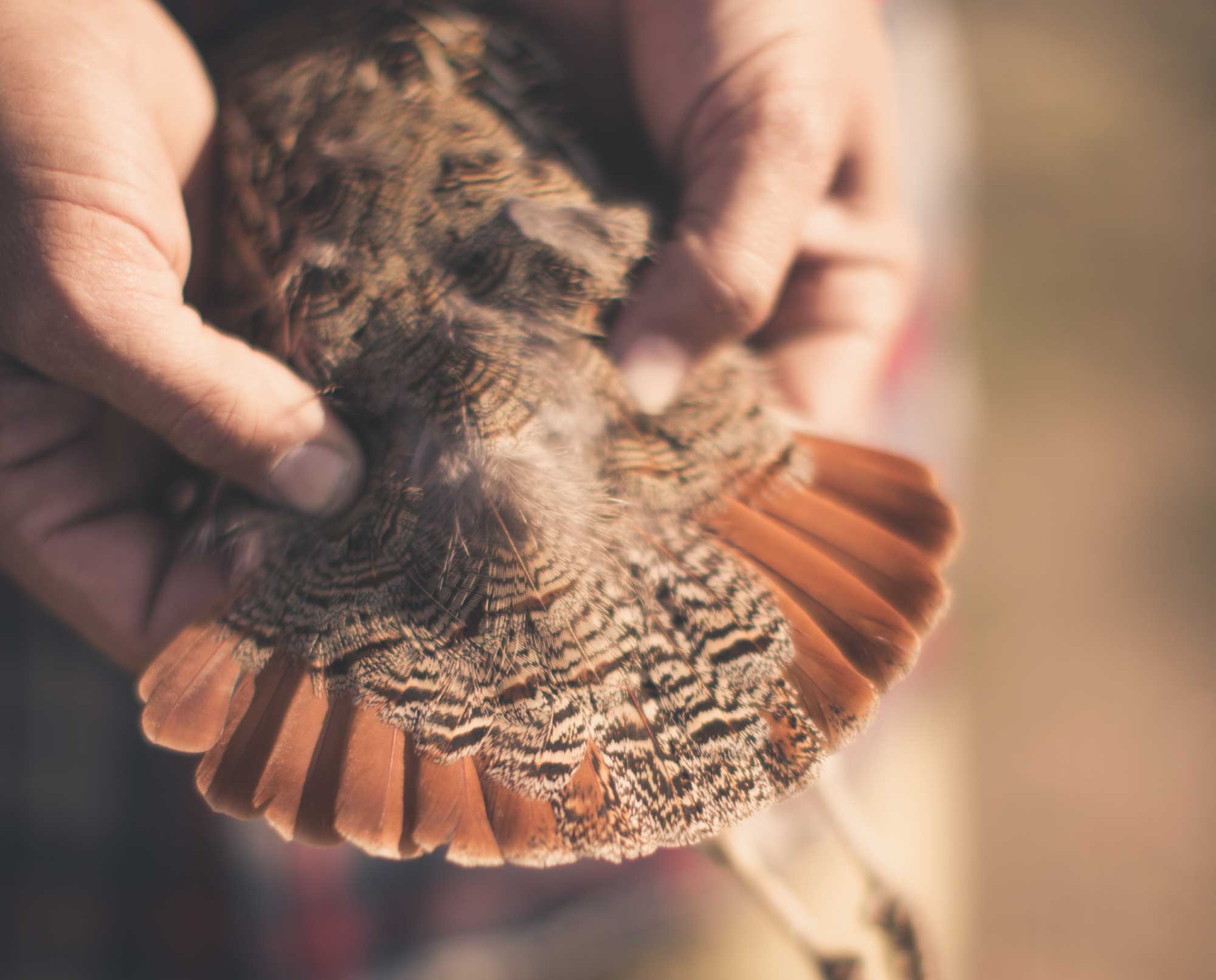 Hungarian-Partridge-in-Idaho- Project Upland