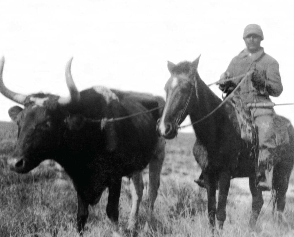 An ox being used to hunt on the Texas prairie for waterfowl