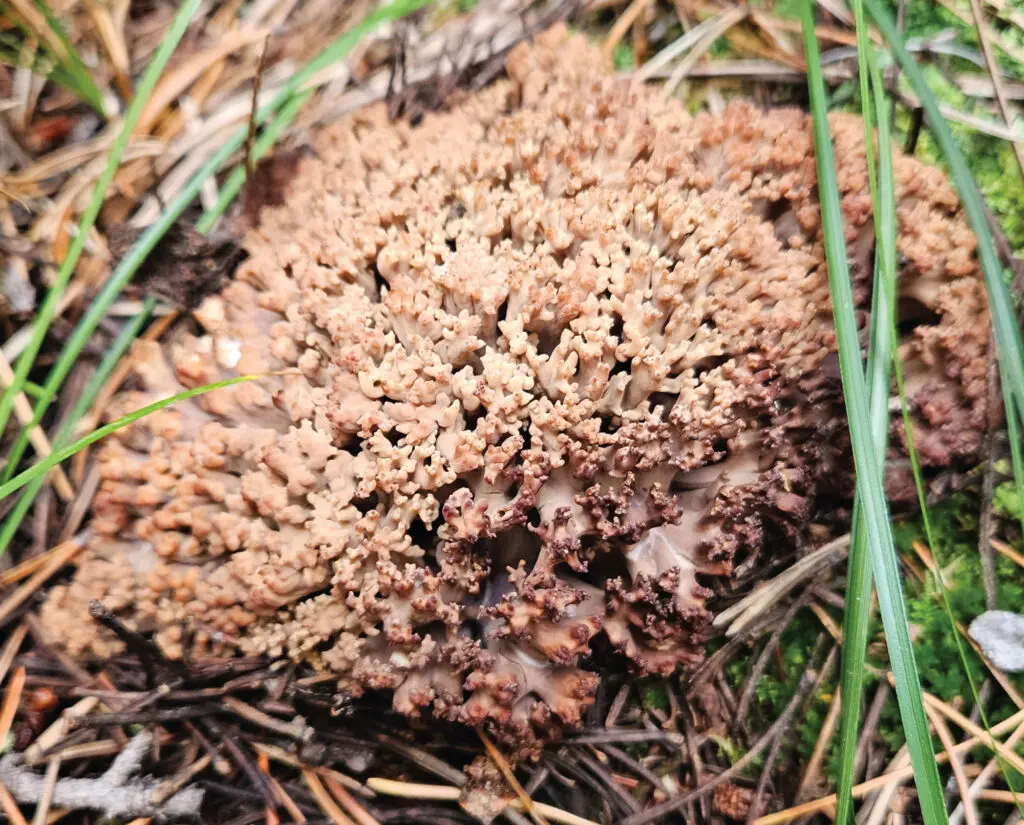 A large Coral Mushroom