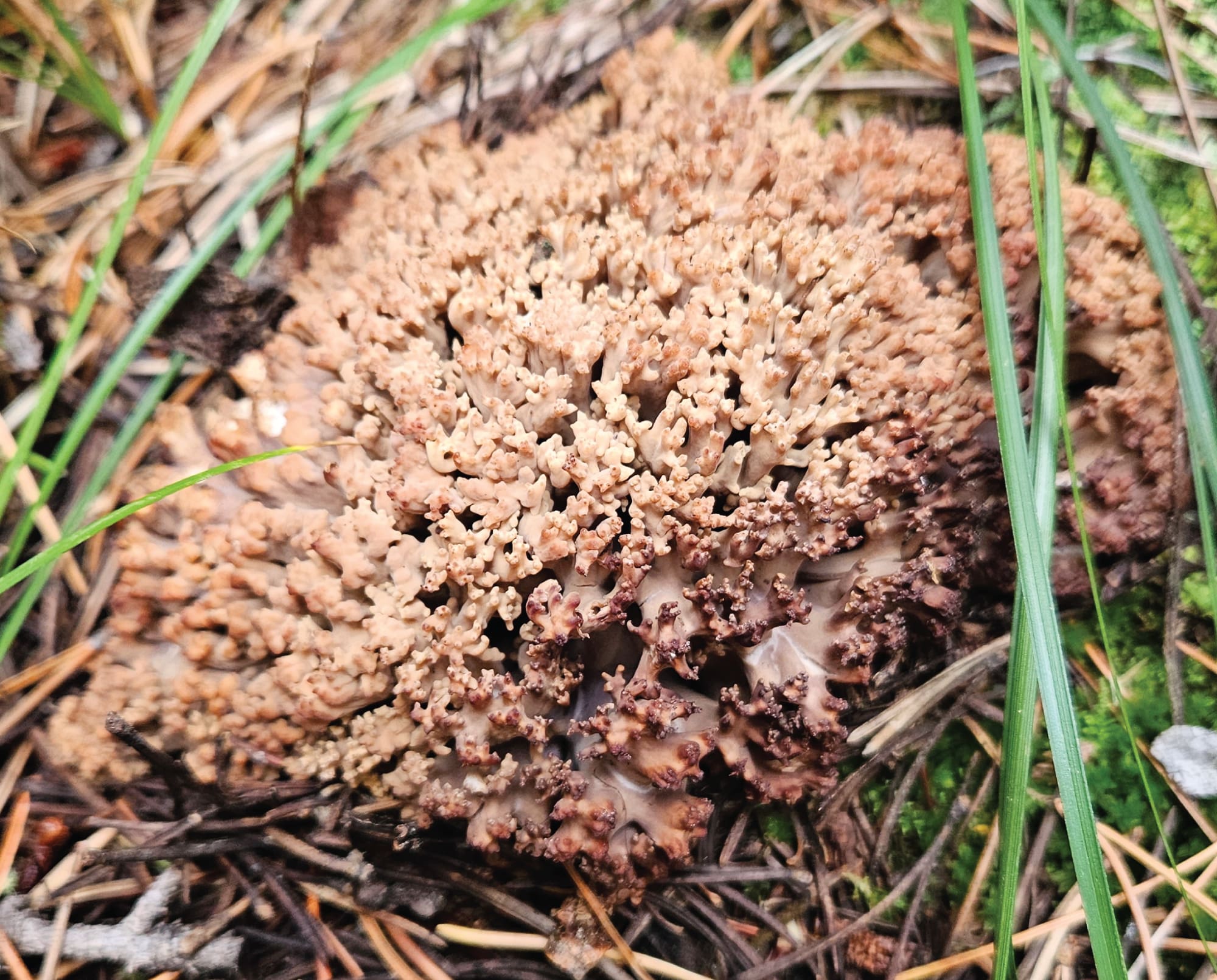 large-coral-mushrooms-project-upland