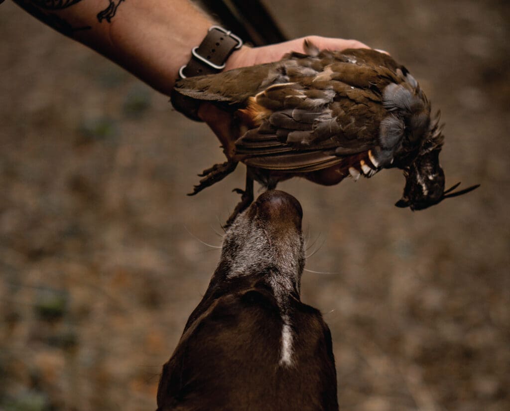 Mountain quail hunting in Oregon