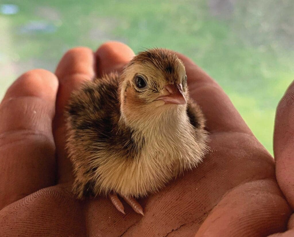 A newly hatched meat quail