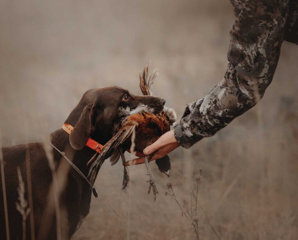 A dog retrieves a pheasant to a upland bird hunter in Iowa