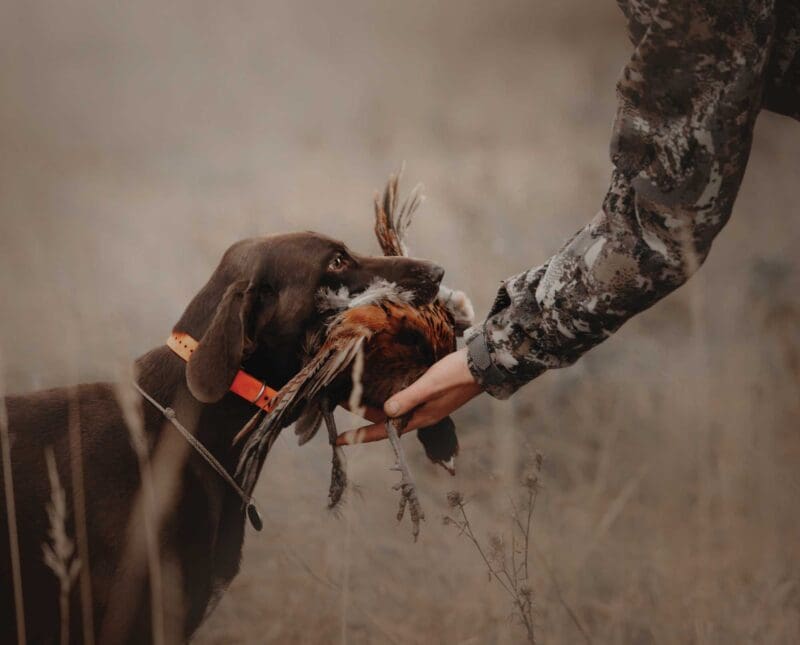 202425 Iowa Bird Hunting Pheasant, Dove & Small Game