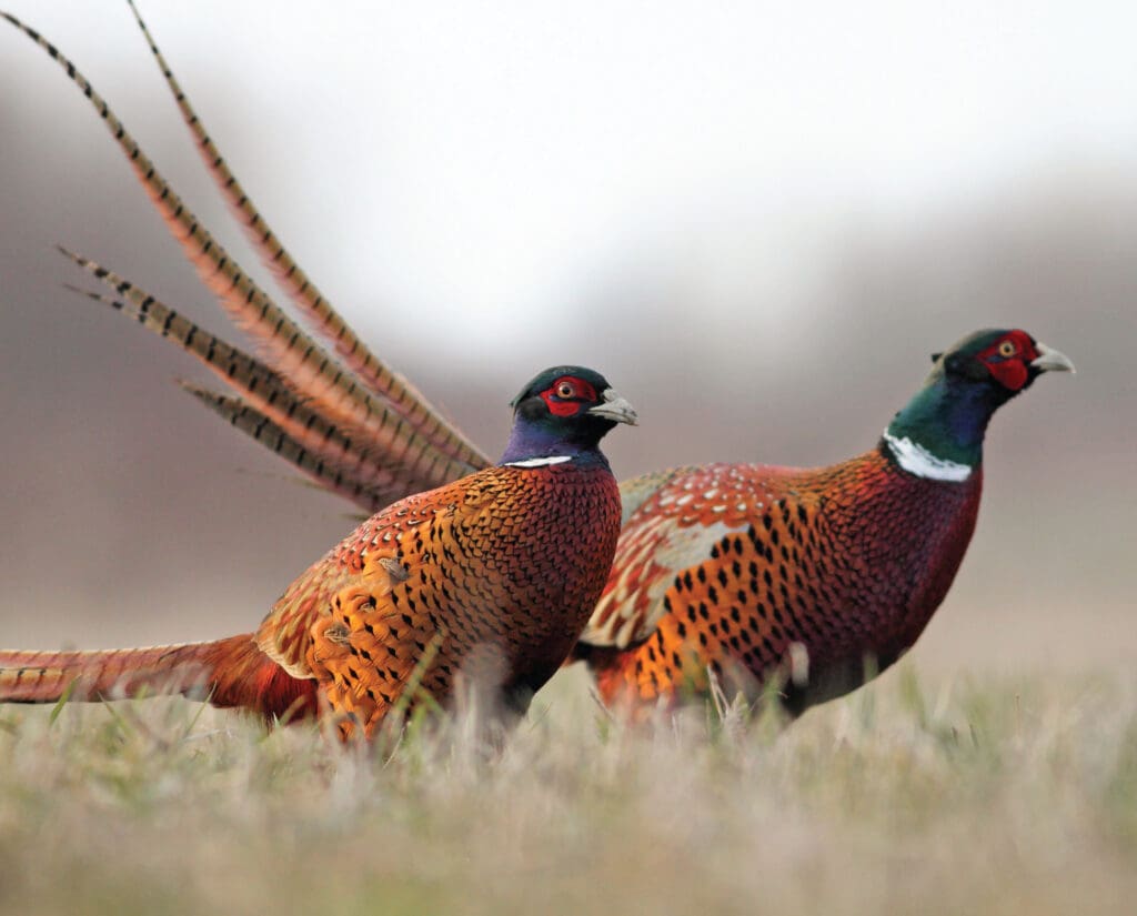 Hunting pheasant in Oregon