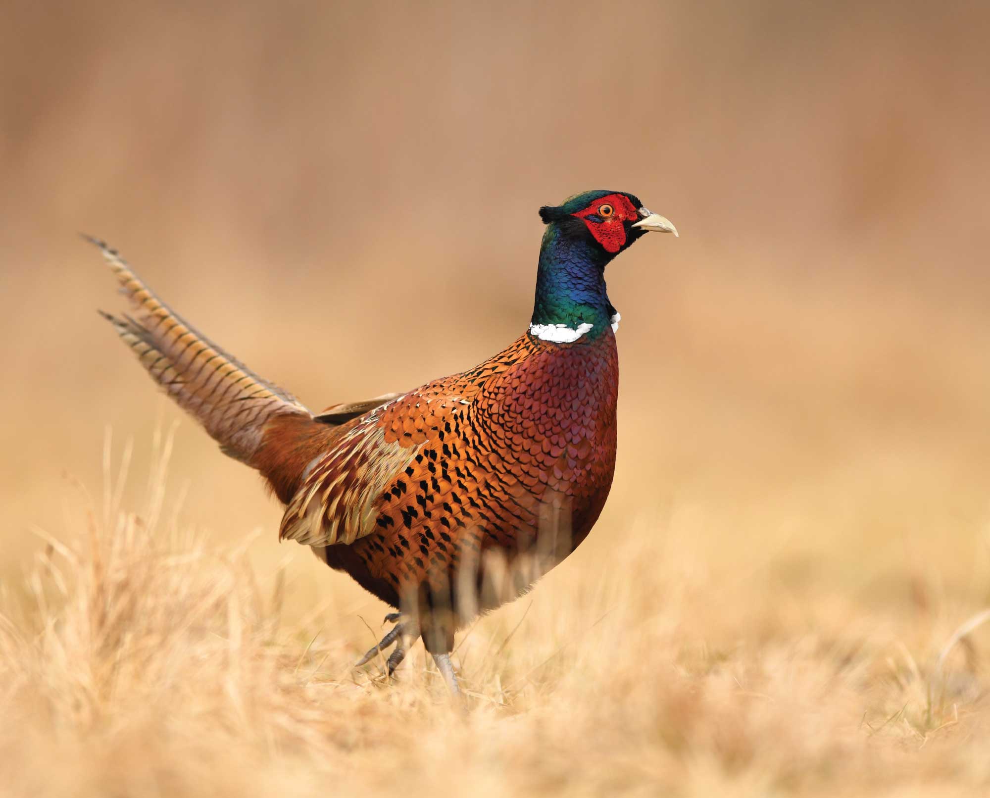 PheasanthuntingWashingtonstate Project Upland