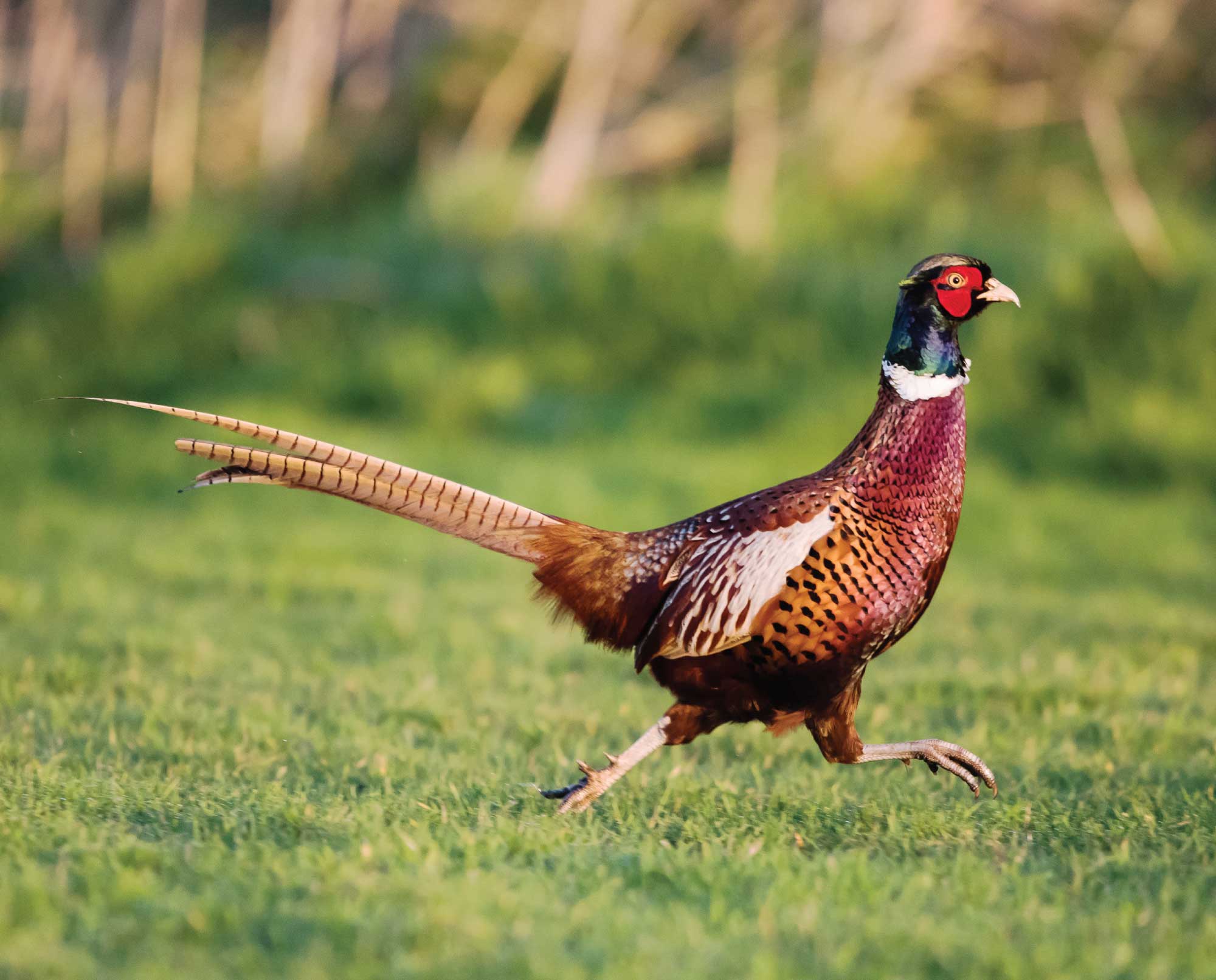 PheasanthuntinginMassachusetts Project Upland