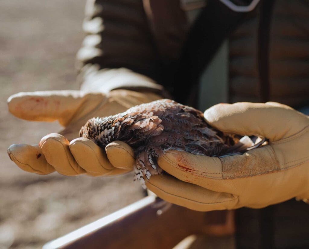 A successful bobwhite quail hunting in Kansas