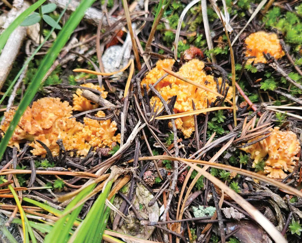 A small cluster of edible Coral Mushrooms