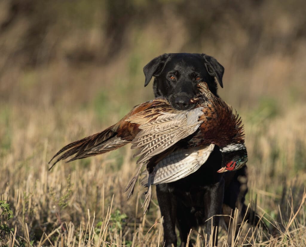 A dog retrieves a pheasant in South Dakota while hunting