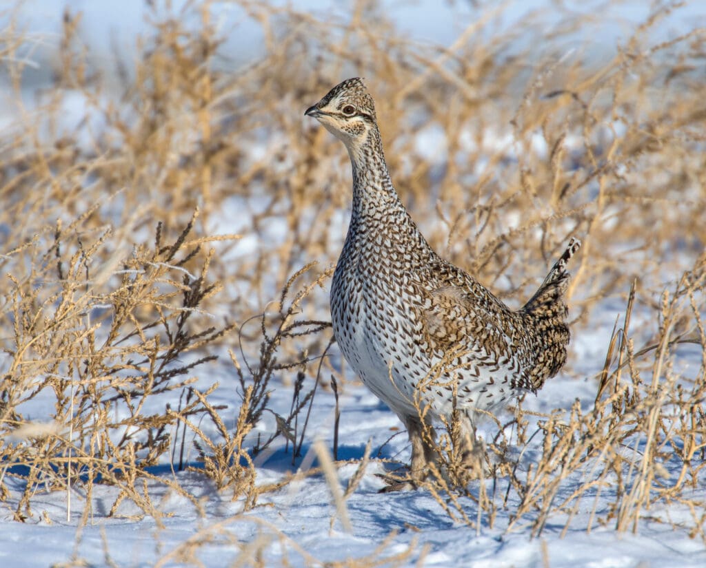 A sharp-tailed grouse in South Dakota