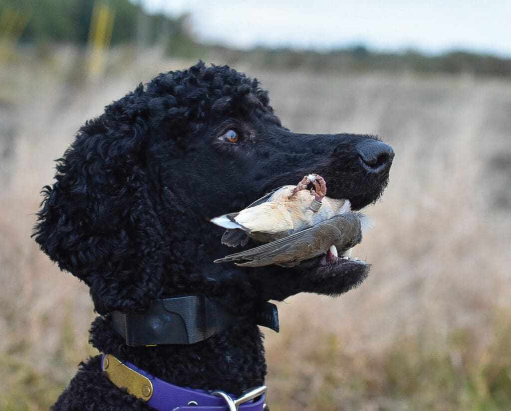 A Standard Poodle retrieves a banded dove
