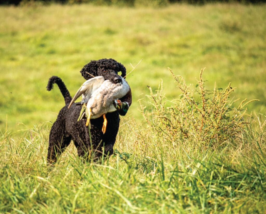 A Standard Poodle retrieves a duck in the field