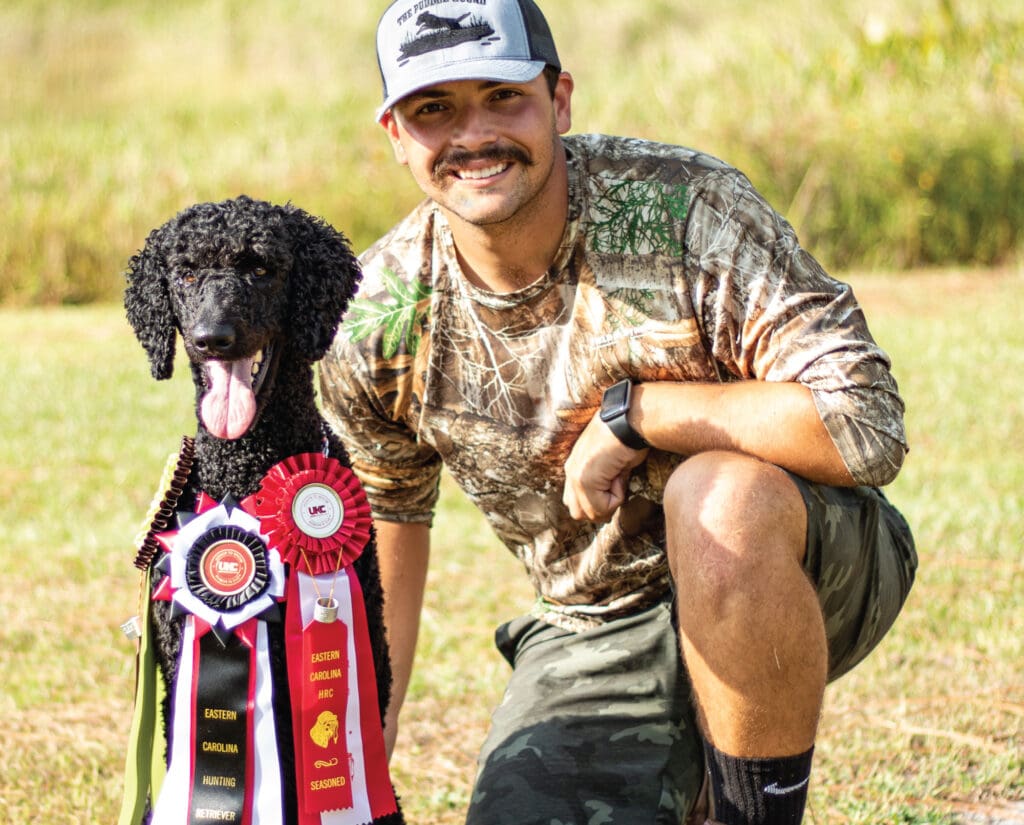 A Standard Poodle with ribbon won in hunt tests
