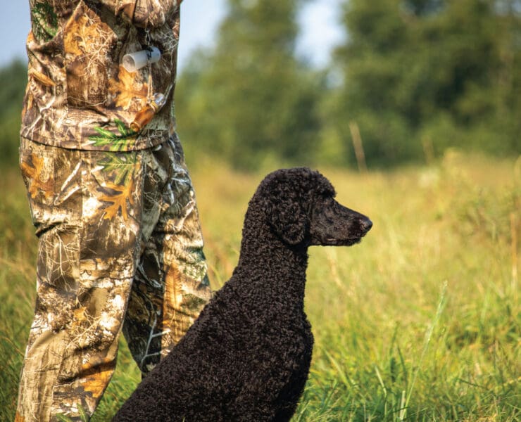 A Standard Poodle trained for hunting
