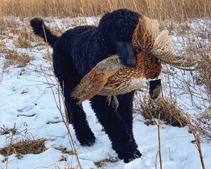 Standard Poodle: Hunting Dog Breed - Discover the Poodle's Hunting Prowes